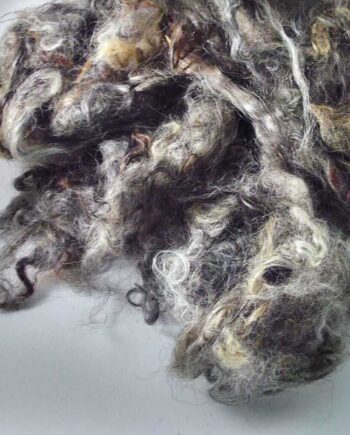 Gotland/Icelandic Sheep Curls