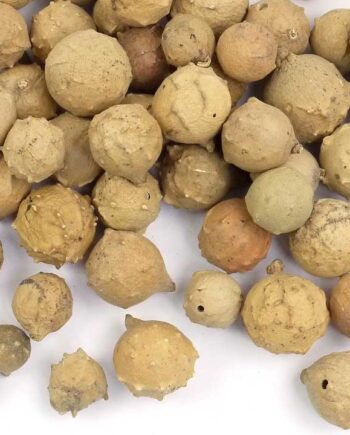 Gall Nuts - Oak Apple