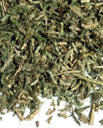 Ground Pines - Club Moss (Lycopodium clavatum)