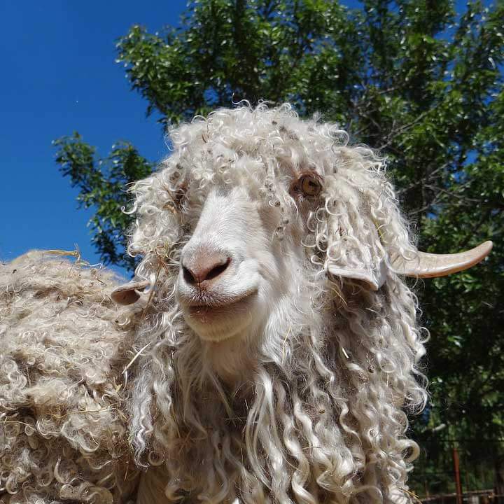 Undyed Angora - Goat Mohair Roving - sample